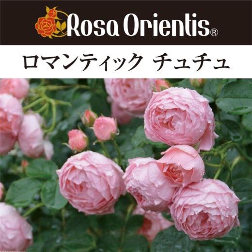送料無料 ロマンティック チュチュ6号鉢大苗予約 鉢植え バラ 薔薇