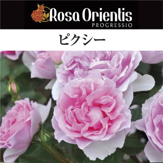 送料無料 ピクシー6号鉢大苗予約 鉢植え バラ 薔薇 ロサ オリエン