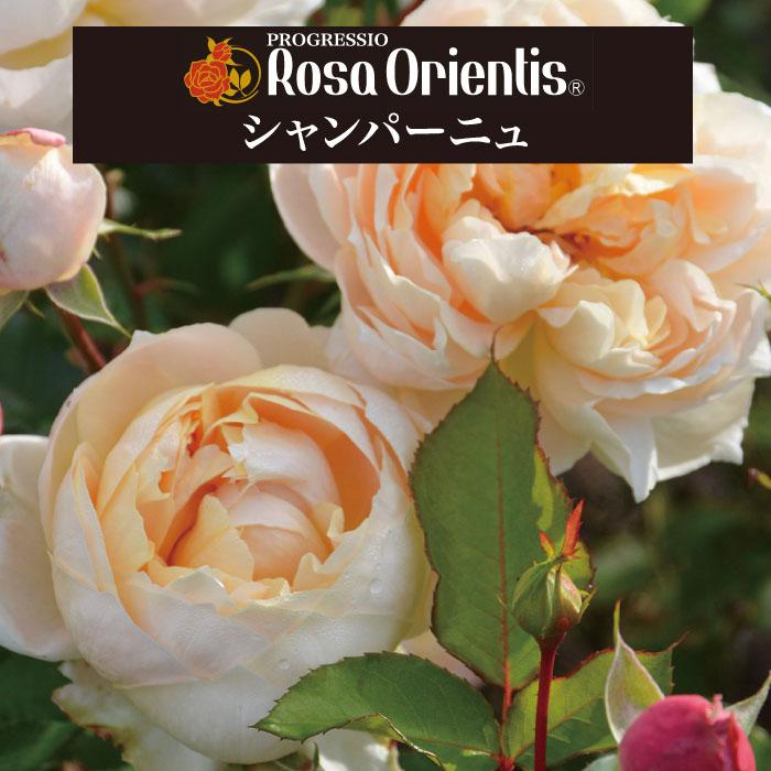 送料無料 シャンパーニュ6号鉢大苗予約 鉢植え バラ 薔薇 ロサ