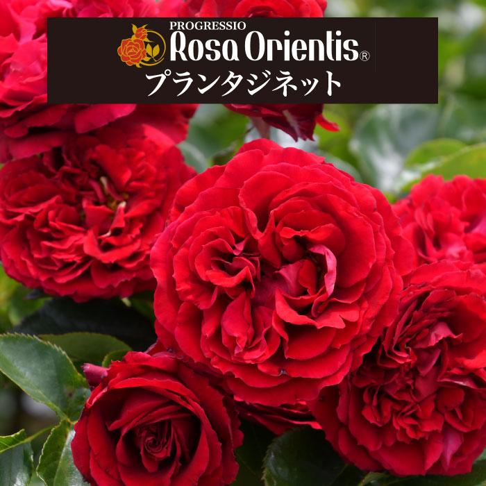 送料無料 プランタジネット6号鉢大苗予約 鉢植え バラ 薔薇 ロサ