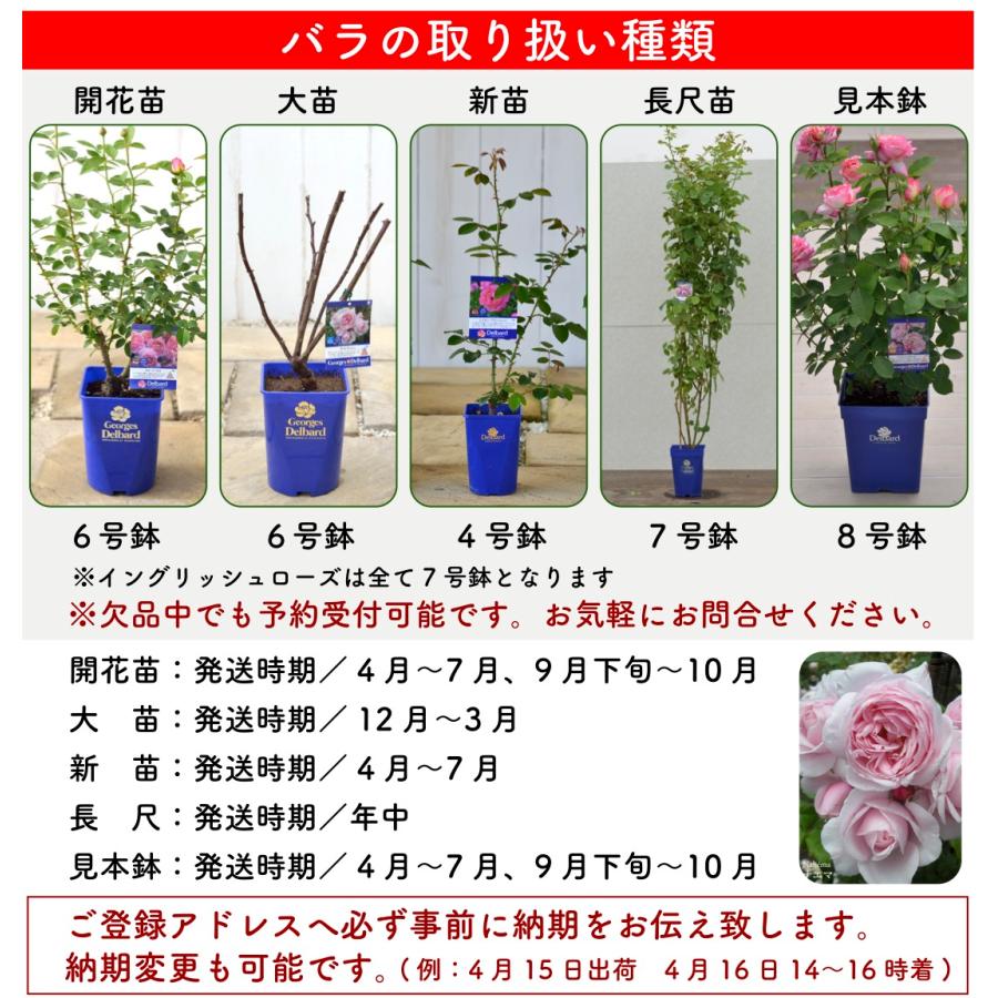 送料無料 ルクソール6号鉢大苗予約 鉢植え バラ 薔薇 ロサ