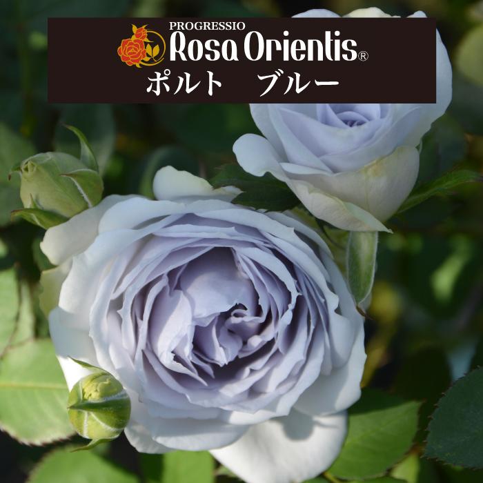送料無料 ポルト ブルー6号鉢大苗予約 鉢植え バラ 薔薇 ロサ オリエン