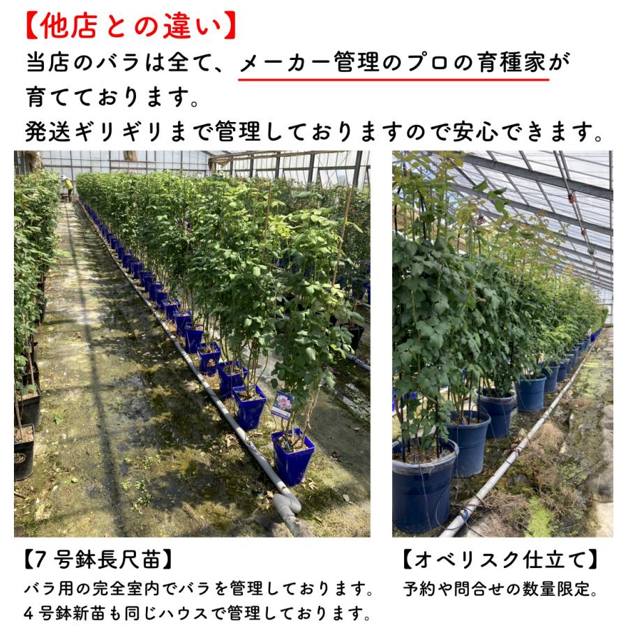 送料無料 ウンディーネ 6号鉢大苗予約 鉢植え バラ 薔薇 ロサ