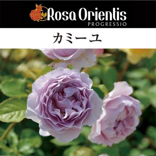 美苗シルエット大苗 美苗シルエット大苗 美苗シルエット大苗 美苗シルエット大苗 【公式通販】