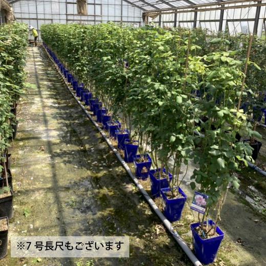 送料無料　カミーユ長尺7号 大苗　　鉢植え バラ 薔薇 ロサ オリエンティス 大苗 7号鉢 7寸｜sakuranbo-honpo｜06