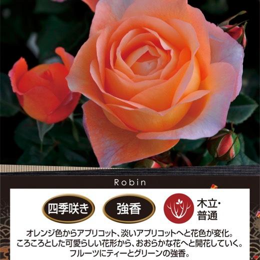 送料無料 ロビン 6号鉢 春開花株 鉢植え バラ 薔薇 ロサ オリエン