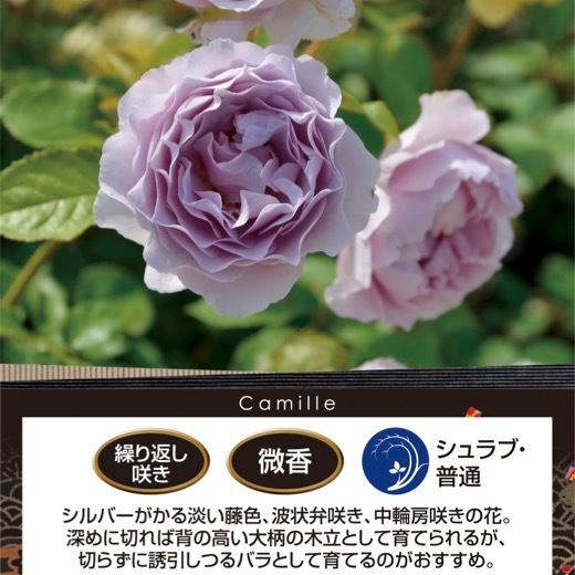 送料無料 カミーユ 6号鉢 秋開花株 鉢植え バラ 薔薇 ロサ