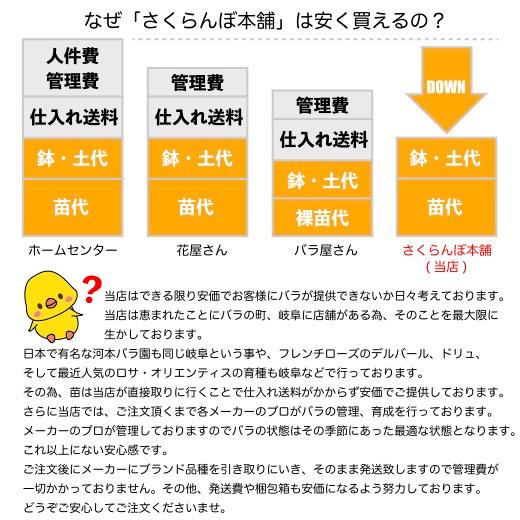 送料無料　クリード　6号鉢　春開花株　　鉢植え バラ 薔薇 ロサ オリエンティス 大苗 開花苗｜sakuranbo-honpo｜07