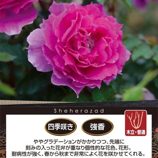 送料無料 シェエラザード 6号鉢 春開花株 鉢植え バラ 薔薇 ロサ