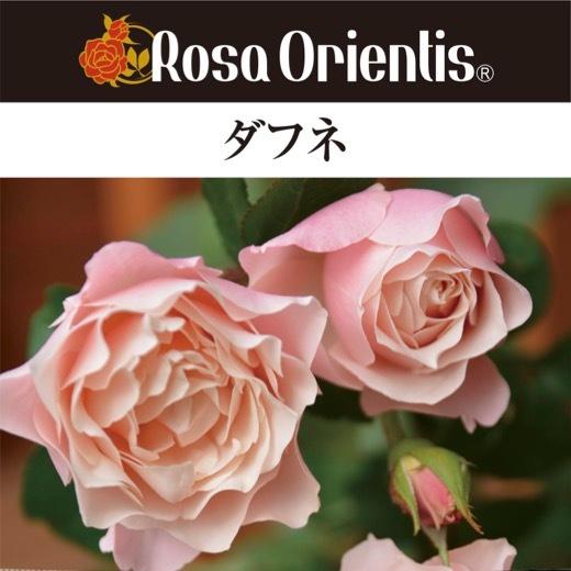 送料無料 ダフネ 新苗4号鉢 鉢植え バラ 薔薇 ロサ オリエンティス