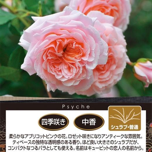 送料無料 プシュケ 6号鉢 春開花株 鉢植え バラ 薔薇 ロサ オリエン