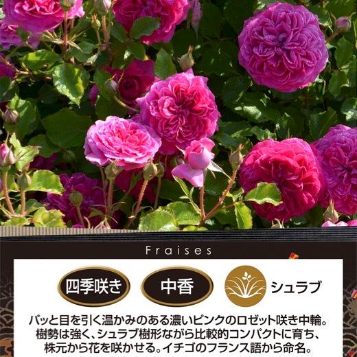 送料無料　フレーズ　新苗4号鉢　　鉢植え バラ 薔薇 ロサ オリエンティス｜sakuranbo-honpo｜02