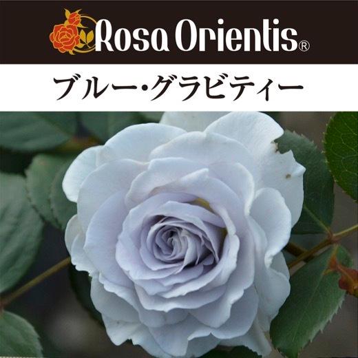 送料無料 ブルー グラビティー 新苗4号鉢 鉢植え バラ 薔薇 ロサ