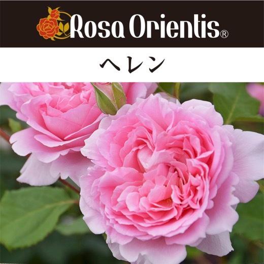 送料無料 ヘレン 長尺7号 大苗 鉢植え バラ 薔薇 ロサ オリエンティス