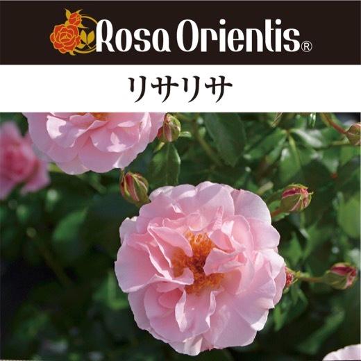 送料無料 リサリサ6号鉢 春開花株 鉢植え バラ 薔薇 ロサ オリエン