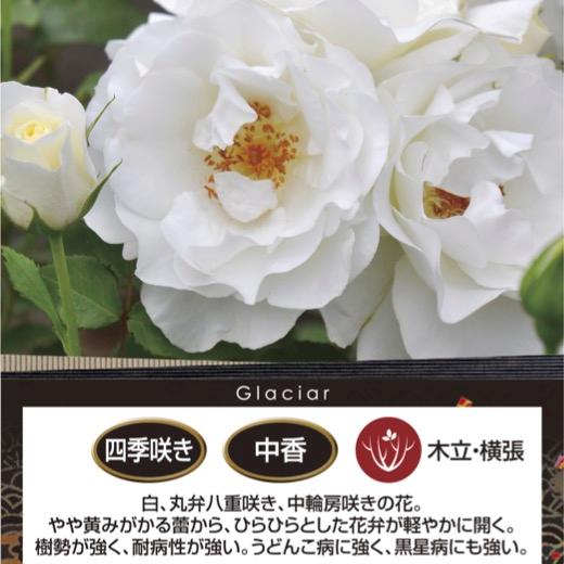 送料無料 グラシアール 6号鉢 秋開花株 鉢植え バラ 薔薇 ロサ