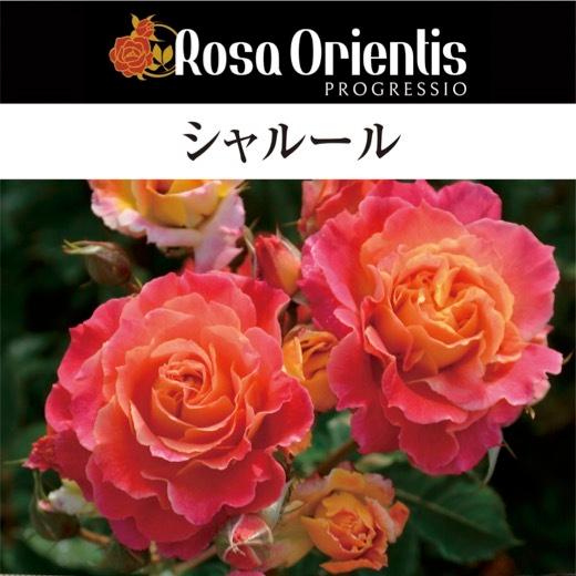 送料無料 シャルール 6号鉢 秋開花株 鉢植え バラ 薔薇 ロサ オリエン