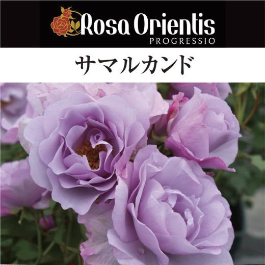 和バラ開花苗 送料無料 サマルカンド 6号鉢 秋開花株 鉢植え バラ 薔薇 ロサ