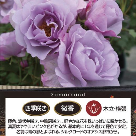 送料無料 サマルカンド 6号鉢 秋開花株 鉢植え バラ 薔薇 ロサ