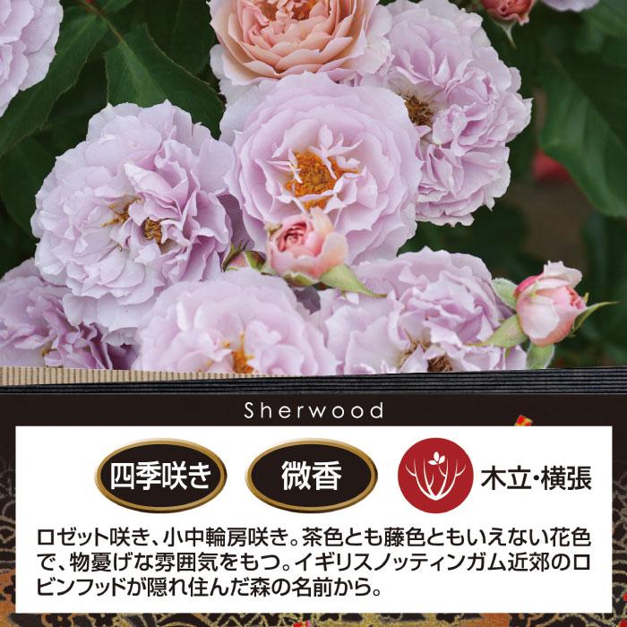 送料無料 シャーウッド 6号鉢 春開花株 鉢植え バラ 薔薇 ロサ