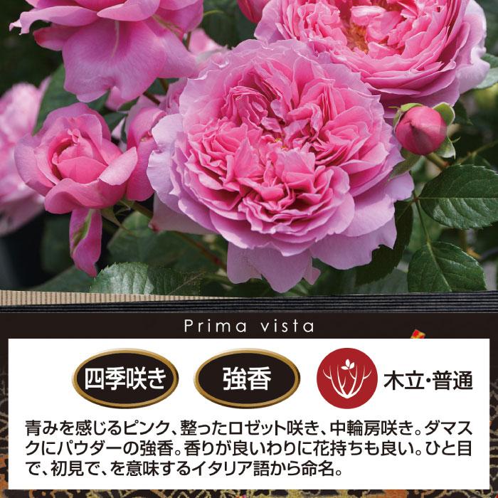 送料無料 プリマヴィスタ 6号鉢 春開花株 鉢植え バラ 薔薇 ロサ