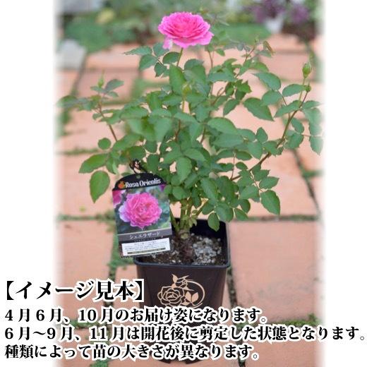 送料無料 シャルール 6号鉢 秋開花株 鉢植え バラ 薔薇 ロサ オリエン