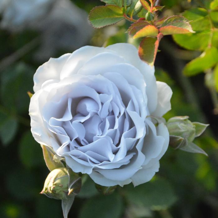 バラ苗　ロサオリエンティス　プログレッシオ　ポルトブルー　６号　花苗　薔薇 送料無料 ポルト ブルー 6号鉢 秋開花株 鉢植え バラ 薔薇 ロサ