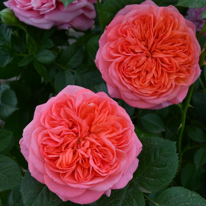 送料無料 ライフ 6号鉢 春開花株 鉢植え バラ 薔薇 ロサ オリエン