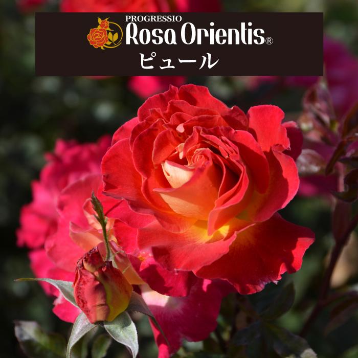 送料無料 ピュール 6号鉢 春開花株 鉢植え バラ 薔薇 ロサ オリエン