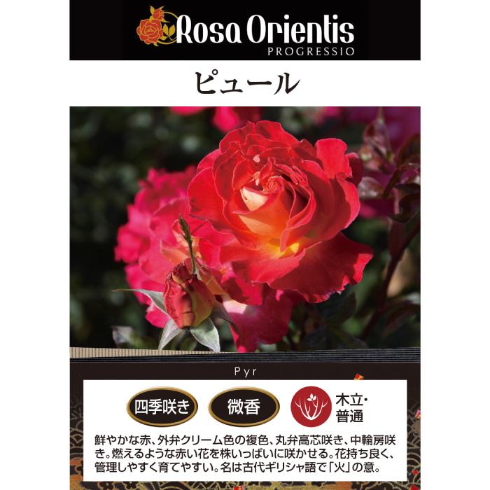 送料無料 ピュール 6号鉢 春開花株 鉢植え バラ 薔薇 ロサ オリエン