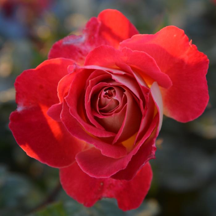 送料無料 ピュール 6号鉢 春開花株 鉢植え バラ 薔薇 ロサ オリエン