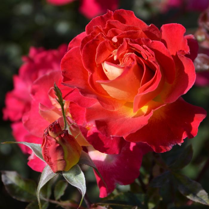 送料無料 ピュール 6号鉢 春開花株 鉢植え バラ 薔薇 ロサ オリエン