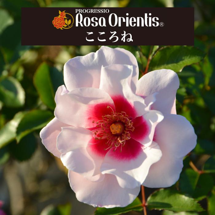 送料無料 こころね 6号鉢 春開花株 鉢植え バラ 薔薇 ロサ オリエン