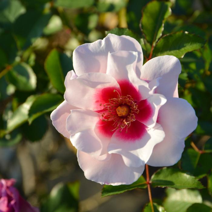 送料無料 こころね 6号鉢 春開花株 鉢植え バラ 薔薇 ロサ オリエン