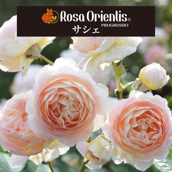 送料無料 サシェ 6号鉢 春開花株 鉢植え バラ 薔薇 ロサ オリエン