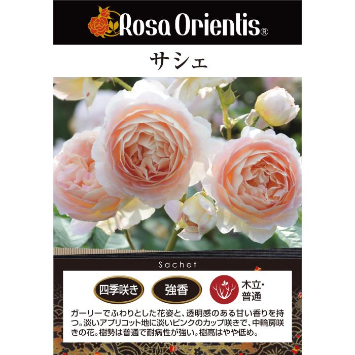 送料無料 サシェ 6号鉢 春開花株 鉢植え バラ 薔薇 ロサ オリエン