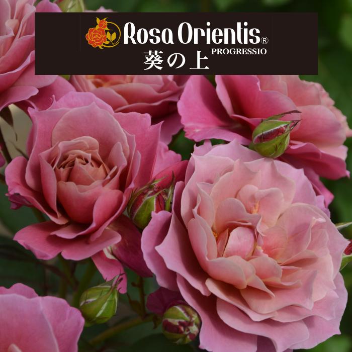 送料無料 葵の上 6号鉢 春開花株 鉢植え バラ 薔薇 ロサ オリエン