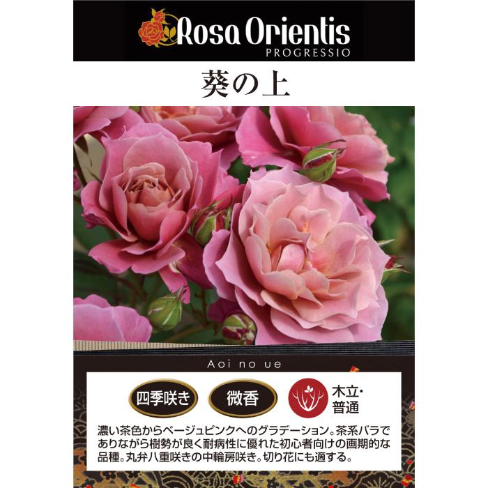 送料無料 葵の上 6号鉢 春開花株 鉢植え バラ 薔薇 ロサ オリエン