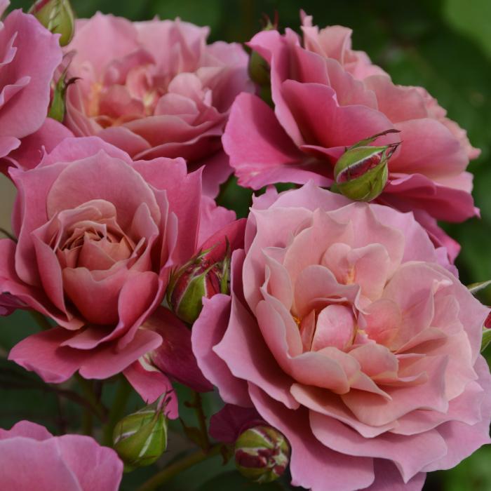 送料無料 葵の上 6号鉢 秋開花株 鉢植え バラ 薔薇 ロサ オリエン