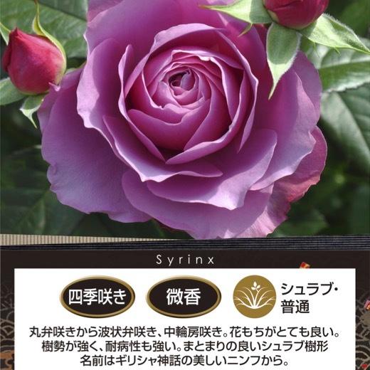 レアバラ苗　　切り花　8号鉢大苗 通販フラワー・ガーデニング - レアバラ苗 切り花 8号鉢大苗