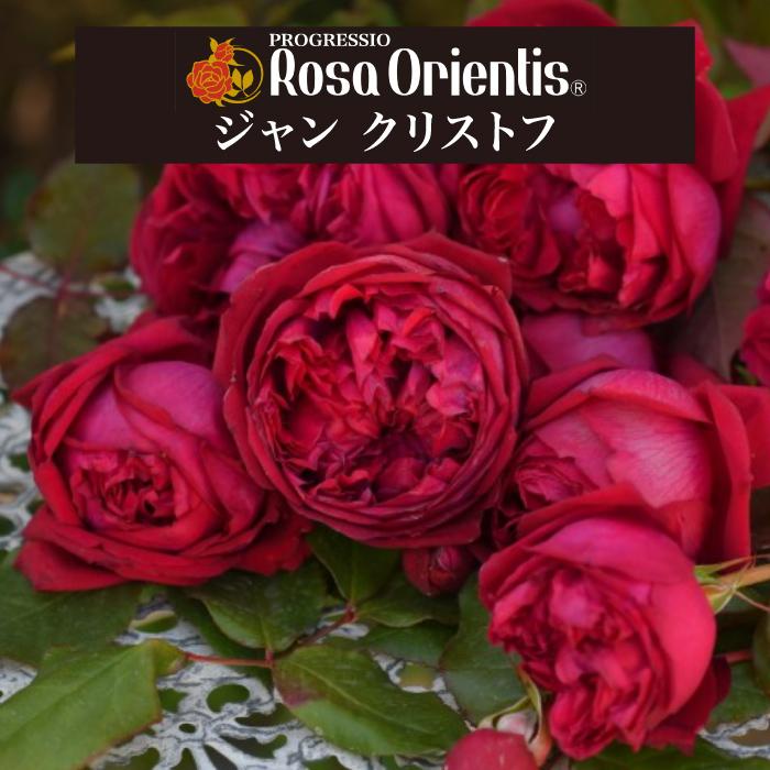 送料無料 ジャンクリストフ 6号鉢 春開花株 鉢植え バラ 薔薇 ロサ