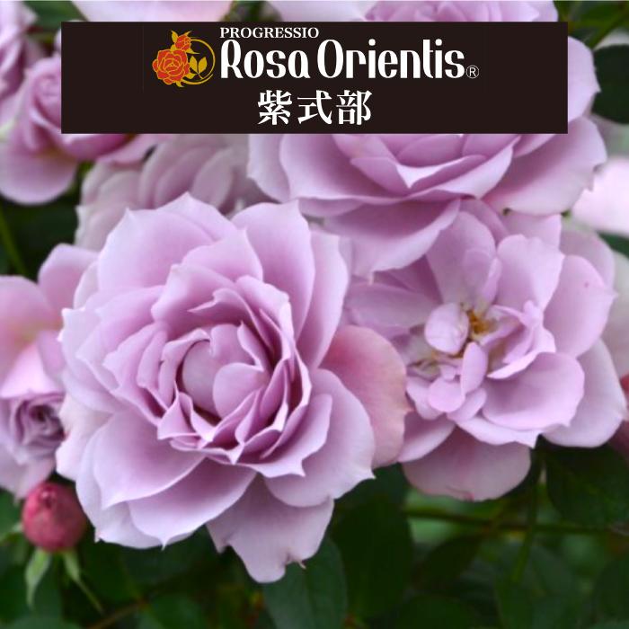 バラ 送料無料 紫式部 6号鉢 春開花株 鉢植え バラ 薔薇 ロサ オリエン