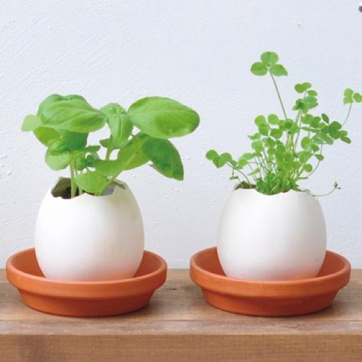 1個あたり350円送料無料　卵型ハーブ栽培セット　エコパッケージ96個セット　　景品 粗品 プチギフト 北海道 沖縄 離島