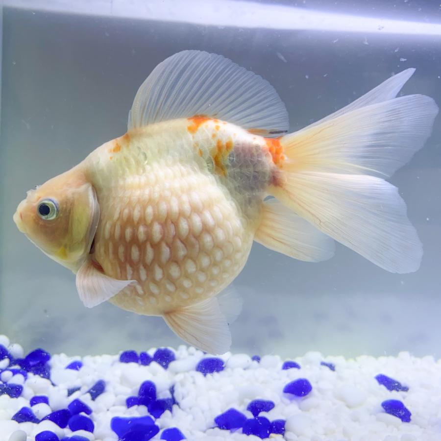 超人気 国産 金魚 当店19年産 キャリコピンポンパールlt 1匹 13センチ前後 キャリコ柄 黒抜け個体 自家産 工場直送 Zoetalentsolutions Com