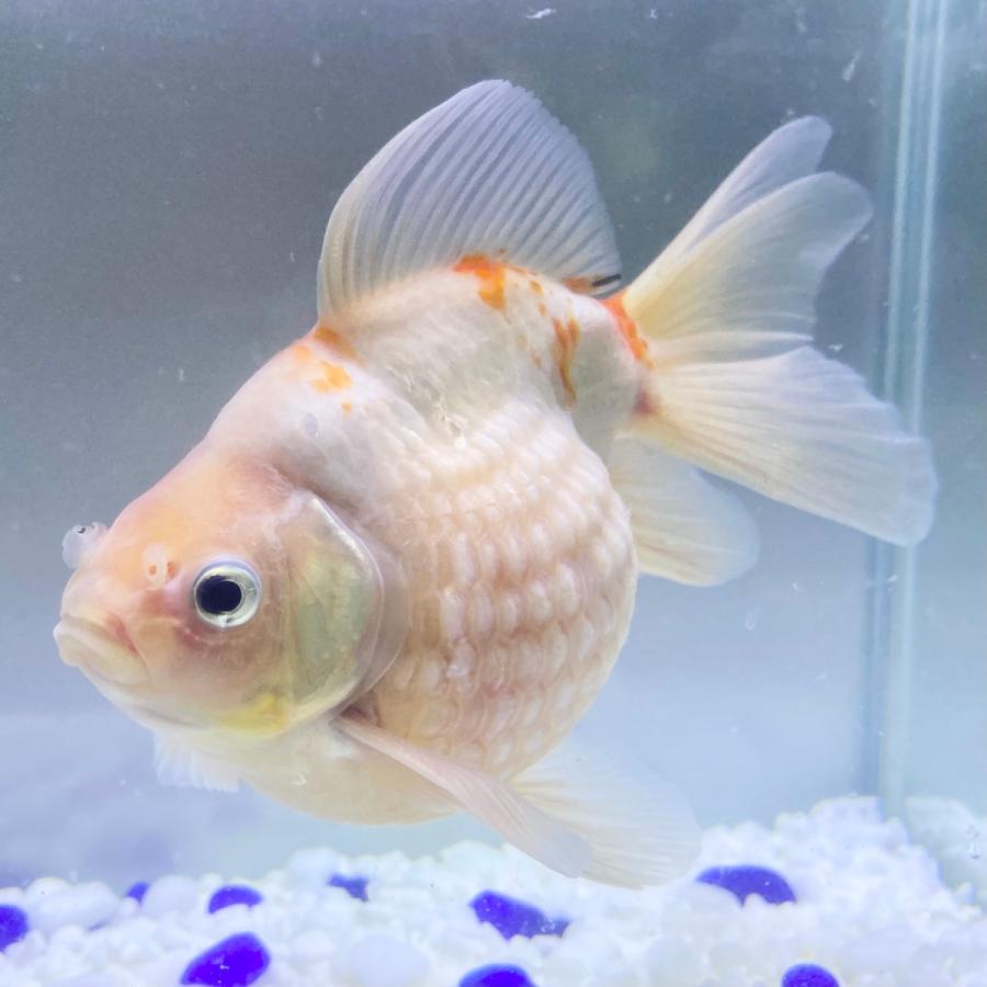 超人気 国産 金魚 当店19年産 キャリコピンポンパールlt 1匹 13センチ前後 キャリコ柄 黒抜け個体 自家産 工場直送 Zoetalentsolutions Com