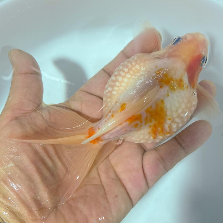 超人気 国産 金魚 当店19年産 キャリコピンポンパールlt 1匹 13センチ前後 キャリコ柄 黒抜け個体 自家産 工場直送 Zoetalentsolutions Com