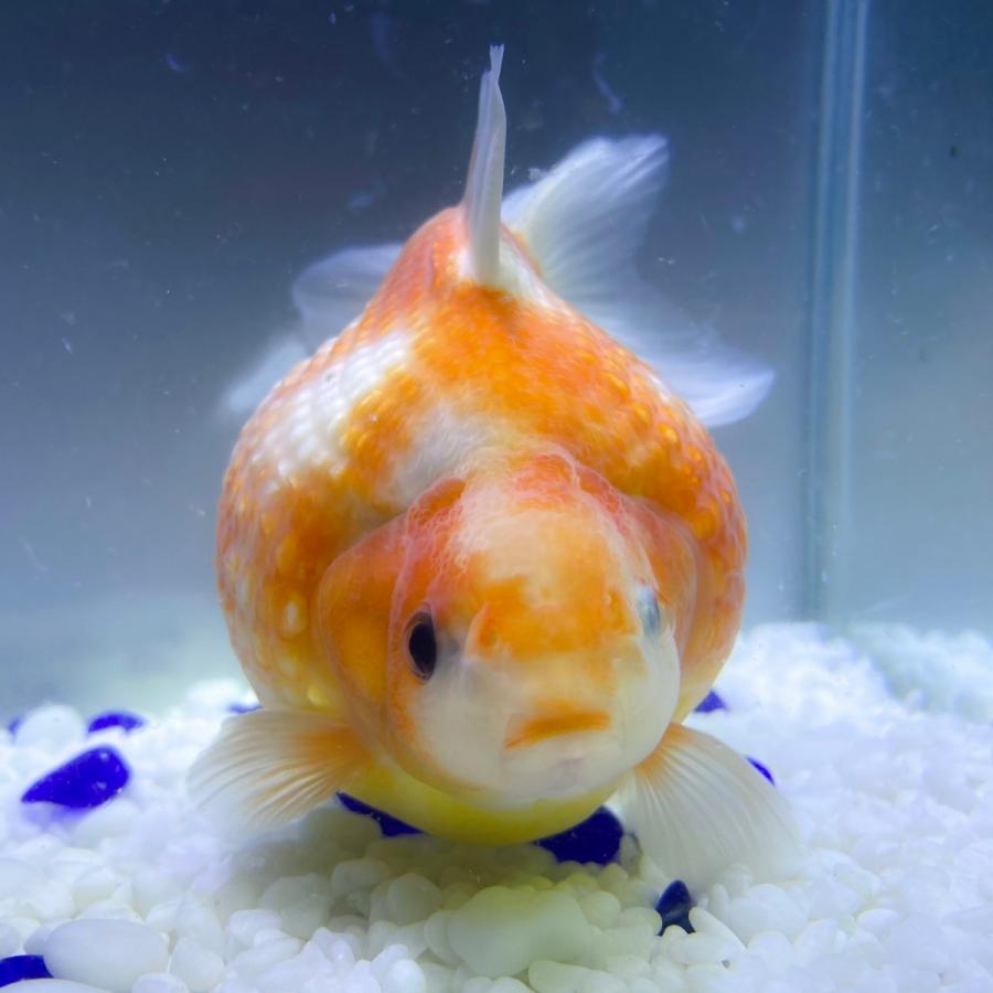 保証書付 国産 金魚 当店18年産 ピンポンパール 1匹 13センチ前後 さらさ 自家産 安心の定価販売 City Com Fr