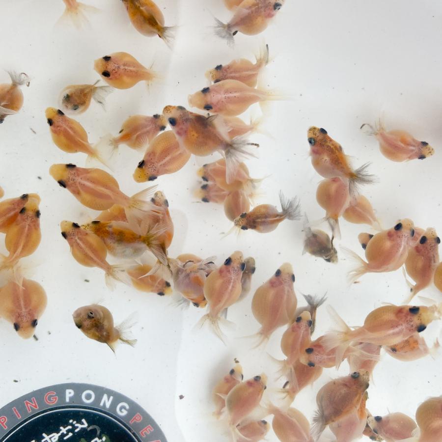 国産 金魚 藤本氏作 21年産 ピンポンパール 稚魚 10匹 2 2 5センチ前後 Os122 Sakuraさらさ 通販 Yahoo ショッピング