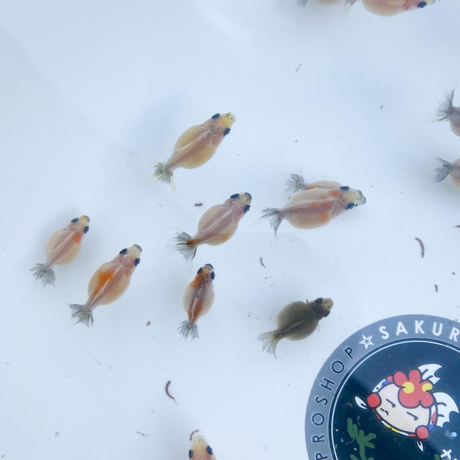 国産 金魚 藤本氏作 21年産 瑪瑙ピンポンパール 稚魚 10匹 2 2 5センチ前後 Os125 Sakuraさらさ 通販 Yahoo ショッピング
