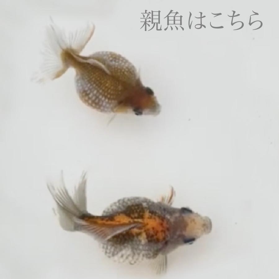 国産 金魚 藤本氏作 21年産 瑪瑙ピンポンパール 稚魚 10匹 2 2 5センチ前後 Os125 Sakuraさらさ 通販 Yahoo ショッピング